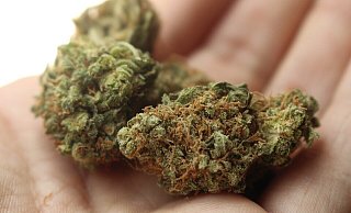 Das von dem 24-Jährigen verkaufte Marihuana füllte mehrere Hände. - Symbolfoto: Pixabay Das von dem 24-Jährigen verkaufte Marihuana füllte mehrere Hände. - Symbolfoto: Pixabay