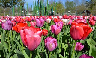 Es scheint fast so, als würden die Tulpen im Parkteil Mitte in diesem Jahr besonders prächtig erblühen. Fotos: Birgit Vredenburg - Birgit Vredenburg Es scheint fast so, als würden die Tulpen im Parkteil Mitte in diesem Jahr besonders prächtig erblühen. Fotos: Birgit Vredenburg - Birgit Vredenburg