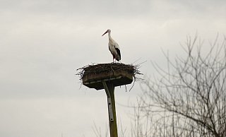 Früher Gast: Ende vergangener Woche thronte der erste Storch auf dem Horst im Bruch. Da war von Schnee noch keine Spur. - Symbolfoto/ Pixabay Früher Gast: Ende vergangener Woche thronte der erste Storch auf dem Horst im Bruch. Da war von Schnee noch keine Spur. - Symbolfoto/ Pixabay
