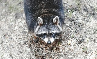 Waschbären gelten als invasive Art in der EU. Deswegen dürfen sich bejagd werden. - Symbolbild: Pexels Waschbären gelten als invasive Art in der EU. Deswegen dürfen sich bejagd werden. - Symbolbild: Pexels