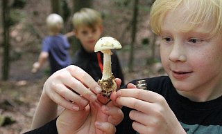 Gefährliche Faszination: Immer wieder werden auch in OWL Knollenblätterpilze für Champignons gehalten und gegessen. Die Folgen sind verheerend. In diesem August gibt es besonders viele von ihnen in den Wäldern. - Anna-Lena Ryczek Gefährliche Faszination: Immer wieder werden auch in OWL Knollenblätterpilze für Champignons gehalten und gegessen. Die Folgen sind verheerend. In diesem August gibt es besonders viele von ihnen in den Wäldern. - Anna-Lena Ryczek