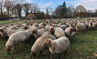 Mitunter trifft man auf die Bethelherde, die insgesamt aus rund 700 Coburger Fuchsschafen besteht. - Silke Kröger Mitunter trifft man auf die Bethelherde, die insgesamt aus rund 700 Coburger Fuchsschafen besteht. - Silke Kröger