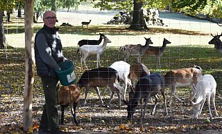 Josef Waldhoff, Förster der Graf von Oeynhausen-Sierstorpff Forstverwaltung, bei der Fütterung des Damwildes im Wildgehege des Gräflichen Parks. - Unternehmensgruppe Graf von Oeynhausen-Sierstorpff Josef Waldhoff, Förster der Graf von Oeynhausen-Sierstorpff Forstverwaltung, bei der Fütterung des Damwildes im Wildgehege des Gräflichen Parks. - Unternehmensgruppe Graf von Oeynhausen-Sierstorpff