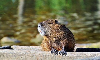 Die Nutria sollen gejagt werden. - Pixabay Die Nutria sollen gejagt werden. - Pixabay