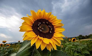 Da lacht die Sonnenblume: Am Wochenende kehrt der Sommer noch einmal zurück nach Ostwestfalen-Lippe. - picture alliance / Jan Eifert Da lacht die Sonnenblume: Am Wochenende kehrt der Sommer noch einmal zurück nach Ostwestfalen-Lippe. - picture alliance / Jan Eifert