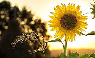 Am Sonntag rechnet der Wetterdienst verbreitet mit 25 bis 27 Grad und viel Sonnenschein. - Pixabay (Symbolfoto) Am Sonntag rechnet der Wetterdienst verbreitet mit 25 bis 27 Grad und viel Sonnenschein. - Pixabay (Symbolfoto)