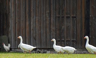 Noch gibt es in NRW keine Stallpflicht. - Symbolbild: Pixabay Noch gibt es in NRW keine Stallpflicht. - Symbolbild: Pixabay
