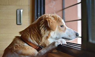 Durch die Corona-Epidemie ändern sich die Regeln im Paderborner Tierheim. - (Symbolbild) Pixabay Durch die Corona-Epidemie ändern sich die Regeln im Paderborner Tierheim. - (Symbolbild) Pixabay