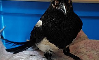 Inzwischen gibt es neue Infos zu dem Schützling: Sein Name ist Nils und er ist mit 15 Jahren schon steinalt. In freir Wildbahn werden Elstern rund zwei Jahre alt. - NW Inzwischen gibt es neue Infos zu dem Schützling: Sein Name ist Nils und er ist mit 15 Jahren schon steinalt. In freir Wildbahn werden Elstern rund zwei Jahre alt. - NW