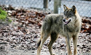 Ein Wolf in Olderdissen. Wird er mit Schweinefleisch gefüttert, kann er daran zugrunde gehen. - BIELEFELD Ein Wolf in Olderdissen. Wird er mit Schweinefleisch gefüttert, kann er daran zugrunde gehen. - BIELEFELD