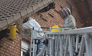 Bieneneinsatz in Höxter: Ein Bienenschwarm an einem Haus in Höxter wurde im Juni von Experten umgesiedelt. - Thomas Kube Bieneneinsatz in Höxter: Ein Bienenschwarm an einem Haus in Höxter wurde im Juni von Experten umgesiedelt. - Thomas Kube