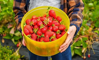 Erdbeerbauern klagen, dass ihr Selbstpflück-Angebot ausgenutzt wird. Besucher essen etliche Erdbeeren vor Ort, zahlen dann aber nur ein kleines Schälchen. - Andreas Arnold/dpa Erdbeerbauern klagen, dass ihr Selbstpflück-Angebot ausgenutzt wird. Besucher essen etliche Erdbeeren vor Ort, zahlen dann aber nur ein kleines Schälchen. - Andreas Arnold/dpa
