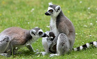 Das Katta-Baby wird noch von der Mutter gesäugt. Die Familie ist sehr interessiert am Nachwuchs. - Frank-Michael Kiel-Steinkamp Das Katta-Baby wird noch von der Mutter gesäugt. Die Familie ist sehr interessiert am Nachwuchs. - Frank-Michael Kiel-Steinkamp