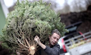 Am Samstag, 7. Januar, werden die ersten ausrangierten Weihnachtsbäume abgeholt. Foto: (Archiv) Patrick Menzel - Copyright: Patrick Menzel Am Samstag, 7. Januar, werden die ersten ausrangierten Weihnachtsbäume abgeholt. Foto: (Archiv) Patrick Menzel - Copyright: Patrick Menzel