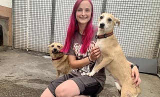 Tierpflegerin Jill Jansen freut sich, dass es den Hunden, die aus der großangelegten Beschlagnahmung in Porta nach Bielefeld gekommen sind, vergleichsweise gut geht. - Ivonne Michel Tierpflegerin Jill Jansen freut sich, dass es den Hunden, die aus der großangelegten Beschlagnahmung in Porta nach Bielefeld gekommen sind, vergleichsweise gut geht. - Ivonne Michel