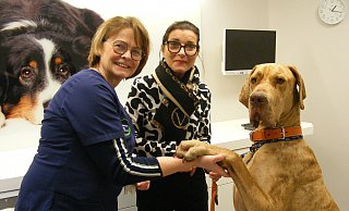 Tierärztin Marianne Nieder mit Hundebesitzerin Dirth Paul und Dogge Carlos, der in der Kleintierpraxis im Kreis Gütersloh zum Lebensretter wird. - Bettina Peters Tierärztin Marianne Nieder mit Hundebesitzerin Dirth Paul und Dogge Carlos, der in der Kleintierpraxis im Kreis Gütersloh zum Lebensretter wird. - Bettina Peters