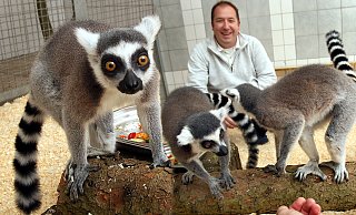 Thorsten Dodt, hier mit Kattas im Gehege, vertraut den Behörden. - Frank-Michael Kiel-Steinkamp Thorsten Dodt, hier mit Kattas im Gehege, vertraut den Behörden. - Frank-Michael Kiel-Steinkamp