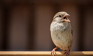 Auch Vögel finden in diesen heißen Tagen nur schwer Wasser. - Symbolfoto/Pixabay Auch Vögel finden in diesen heißen Tagen nur schwer Wasser. - Symbolfoto/Pixabay