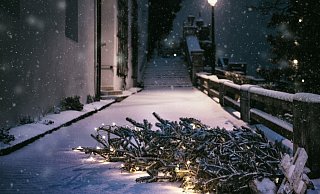 Die Stadt informiert über Entsorgungsmöglichkeiten für den Weihnachtsbaum. - Symbolfoto/ Pixabay Die Stadt informiert über Entsorgungsmöglichkeiten für den Weihnachtsbaum. - Symbolfoto/ Pixabay