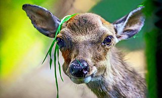Das Sika-Kälbchen bei der Frühstücks-Pause. - Sarah Jonek Das Sika-Kälbchen bei der Frühstücks-Pause. - Sarah Jonek