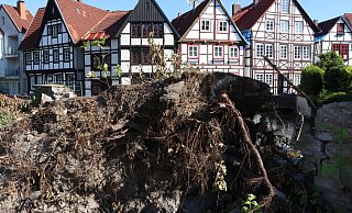 Diesen Baum im Geißelschen Garten hat der Tornado komplett entwurzelt. - Holger Kosbab Diesen Baum im Geißelschen Garten hat der Tornado komplett entwurzelt. - Holger Kosbab