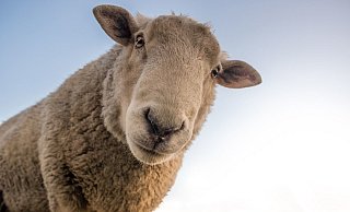 Rund 30 Tiere hatten es sich in der Nähe der Buschkampkreuzung gemütlich gemacht. - Symbolbild: Pixabay Rund 30 Tiere hatten es sich in der Nähe der Buschkampkreuzung gemütlich gemacht. - Symbolbild: Pixabay