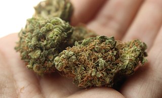 Eine Freigabe von Cannabis zu Genusszwecken für Erwachsene ist im Koalitionsvertrag der Ampelregierung vereibart worden. - Themenfoto: Pixabay Eine Freigabe von Cannabis zu Genusszwecken für Erwachsene ist im Koalitionsvertrag der Ampelregierung vereibart worden. - Themenfoto: Pixabay