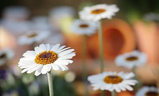 Zur Landesgartenschau soll Höxter im Jahr 2023 erblühen. - (Symbolbild) Pixabay Zur Landesgartenschau soll Höxter im Jahr 2023 erblühen. - (Symbolbild) Pixabay