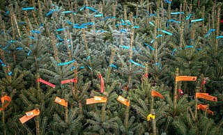 Mit farbigen Zetteln markierte Weihnachtsbäume warten auf den Kauf. - picture alliance/dpa Mit farbigen Zetteln markierte Weihnachtsbäume warten auf den Kauf. - picture alliance/dpa