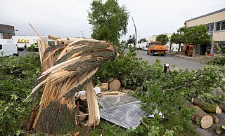 Ein abgeknickter Baum in Paderborn. - Foto: Friso Gentsch/dpa Ein abgeknickter Baum in Paderborn. - Foto: Friso Gentsch/dpa