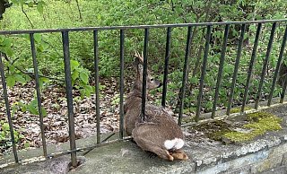 Stecken geblieben ist ein Rehbock in einem Gitter bei der Überquerung der Wiedenbrücker Straße im Kreis Gütersloh. - Kreispolizeibehörde Gütersloh Stecken geblieben ist ein Rehbock in einem Gitter bei der Überquerung der Wiedenbrücker Straße im Kreis Gütersloh. - Kreispolizeibehörde Gütersloh