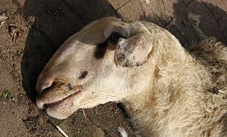 Das gerissene Schaf ist auf dem Hof verendet. - Anne Neul Das gerissene Schaf ist auf dem Hof verendet. - Anne Neul