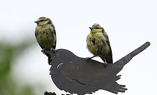 Keck: Die jungen Blaumeisen haben keine Angst vor der Blechamsel. - Andreas Schäfferling Keck: Die jungen Blaumeisen haben keine Angst vor der Blechamsel. - Andreas Schäfferling