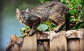 Freilaufende Katzen im fortpflanzungsfähigen Alter müssen ab sofort kastriert sein. - Pixabay (Symbolbild) Freilaufende Katzen im fortpflanzungsfähigen Alter müssen ab sofort kastriert sein. - Pixabay (Symbolbild)