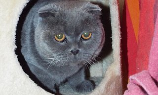 Die Scottish-Fold Katzendame Diva. - Tierschutzverein Herford Die Scottish-Fold Katzendame Diva. - Tierschutzverein Herford