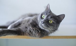 Die NW-Leser haben geliefert: Knapp 100 verschiedene Katzen wurden zur Bewertung eingeschickt. - Alessandro Alle/Pixabay Die NW-Leser haben geliefert: Knapp 100 verschiedene Katzen wurden zur Bewertung eingeschickt. - Alessandro Alle/Pixabay