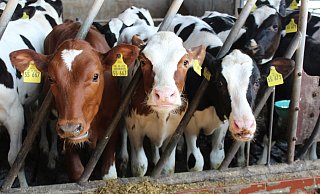 Neugierig schauen diese kleinen Rinder den Besuchern entgegen. Auch sie werden einmal Milch geben. - Karin Wessler Neugierig schauen diese kleinen Rinder den Besuchern entgegen. Auch sie werden einmal Milch geben. - Karin Wessler