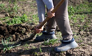 Bei Gartenarbeiten wurde in Bad Driburg ein Schädel entdeckt. Die Polizei hat nun eine Theorie darüber, wie er dorthin gekommen ist. - Symbolfoto: Pixabay/AdinaVoicu Bei Gartenarbeiten wurde in Bad Driburg ein Schädel entdeckt. Die Polizei hat nun eine Theorie darüber, wie er dorthin gekommen ist. - Symbolfoto: Pixabay/AdinaVoicu
