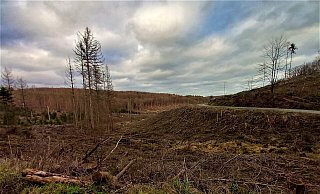 Im gesamten Hochstift fehlen derzeit 10.000 Hektar Wald. - Simone Flörke Im gesamten Hochstift fehlen derzeit 10.000 Hektar Wald. - Simone Flörke