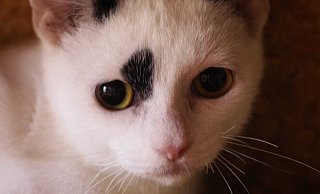 Diese Katze stammt aus einem schweren Fall von Animal-Hording, der im Juli in Herford aufgedeckt wurde.ZUsammen mit 31 weiteren Tieren wurde sie aus einer Dachgeschosswohnung gerettet. Alle Tiere sind sehr scheu. - Tierheim Bünde Diese Katze stammt aus einem schweren Fall von Animal-Hording, der im Juli in Herford aufgedeckt wurde.ZUsammen mit 31 weiteren Tieren wurde sie aus einer Dachgeschosswohnung gerettet. Alle Tiere sind sehr scheu. - Tierheim Bünde