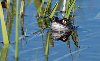Der Moorfrosch bevorzugt Lebensräume mit einem hohen Grundwasserstand. - Ch. Venne Der Moorfrosch bevorzugt Lebensräume mit einem hohen Grundwasserstand. - Ch. Venne