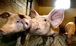 Was hat das Verbraucherinformationsgesetz mit Schlachthöfen zu tun: Es will die Verbraucher in die Lage versetzen, als „Sachwalter des Allgemeininteresses“ die Einhaltung der Bestimmungen über Tiergesundheit und den Tierschutz umfassend zu kontrollieren. Die Daten müssen demnach zugänglich gemacht werden. - Andreas Frücht Was hat das Verbraucherinformationsgesetz mit Schlachthöfen zu tun: Es will die Verbraucher in die Lage versetzen, als „Sachwalter des Allgemeininteresses“ die Einhaltung der Bestimmungen über Tiergesundheit und den Tierschutz umfassend zu kontrollieren. Die Daten müssen demnach zugänglich gemacht werden. - Andreas Frücht