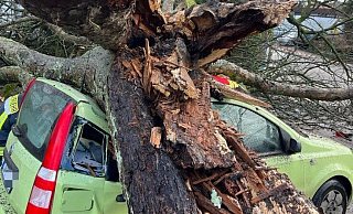 In Brackwede ist am Montag eine Kastanie quer über die Straße auf zwei geparkte Autos gestürzt. - Christian Riedels In Brackwede ist am Montag eine Kastanie quer über die Straße auf zwei geparkte Autos gestürzt. - Christian Riedels