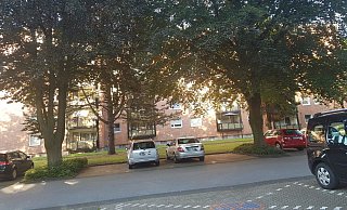 Die zwei Rotbuchen rechts und links sollen für zwei weitere Parkplätze gefällt werden. - Kristina Klein Die zwei Rotbuchen rechts und links sollen für zwei weitere Parkplätze gefällt werden. - Kristina Klein