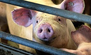 Geschlachtet werden die Schweine bei Tönnies an einem anderen Standort. - Andreas Frücht Geschlachtet werden die Schweine bei Tönnies an einem anderen Standort. - Andreas Frücht