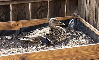 Stockente "Martha" brütet im Hochbeet auf dem Balkon von Anja-Christina Kahle acht Eier. - Jörg Dieckmann Stockente "Martha" brütet im Hochbeet auf dem Balkon von Anja-Christina Kahle acht Eier. - Jörg Dieckmann