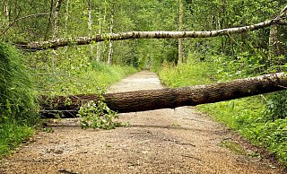 Auf Waldspaziergänge sollte man am Wochenende besser verzichten. - (Symbolbild) Pixabay Auf Waldspaziergänge sollte man am Wochenende besser verzichten. - (Symbolbild) Pixabay