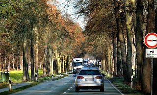 Links und rechts stehen uralte Bäume, dazwischen rollt der Verkehr über die B 61. - Andreas Frücht Links und rechts stehen uralte Bäume, dazwischen rollt der Verkehr über die B 61. - Andreas Frücht