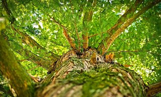 Bis die Bäume so groß sein werden, wird es noch eine ganze Zeit dauern. - (Symbolbild): Pixabay Bis die Bäume so groß sein werden, wird es noch eine ganze Zeit dauern. - (Symbolbild): Pixabay