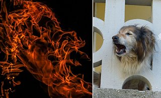 Vierbeiniger Retter: Ein Hund im Nachbarhaus bellte so laut, dass sein Besitzer auf die gefährlichen Flammen an dem Wohnhaus aufmerksam wurde. - Symbolfotos: pixabay / Creative Commons Vierbeiniger Retter: Ein Hund im Nachbarhaus bellte so laut, dass sein Besitzer auf die gefährlichen Flammen an dem Wohnhaus aufmerksam wurde. - Symbolfotos: pixabay / Creative Commons